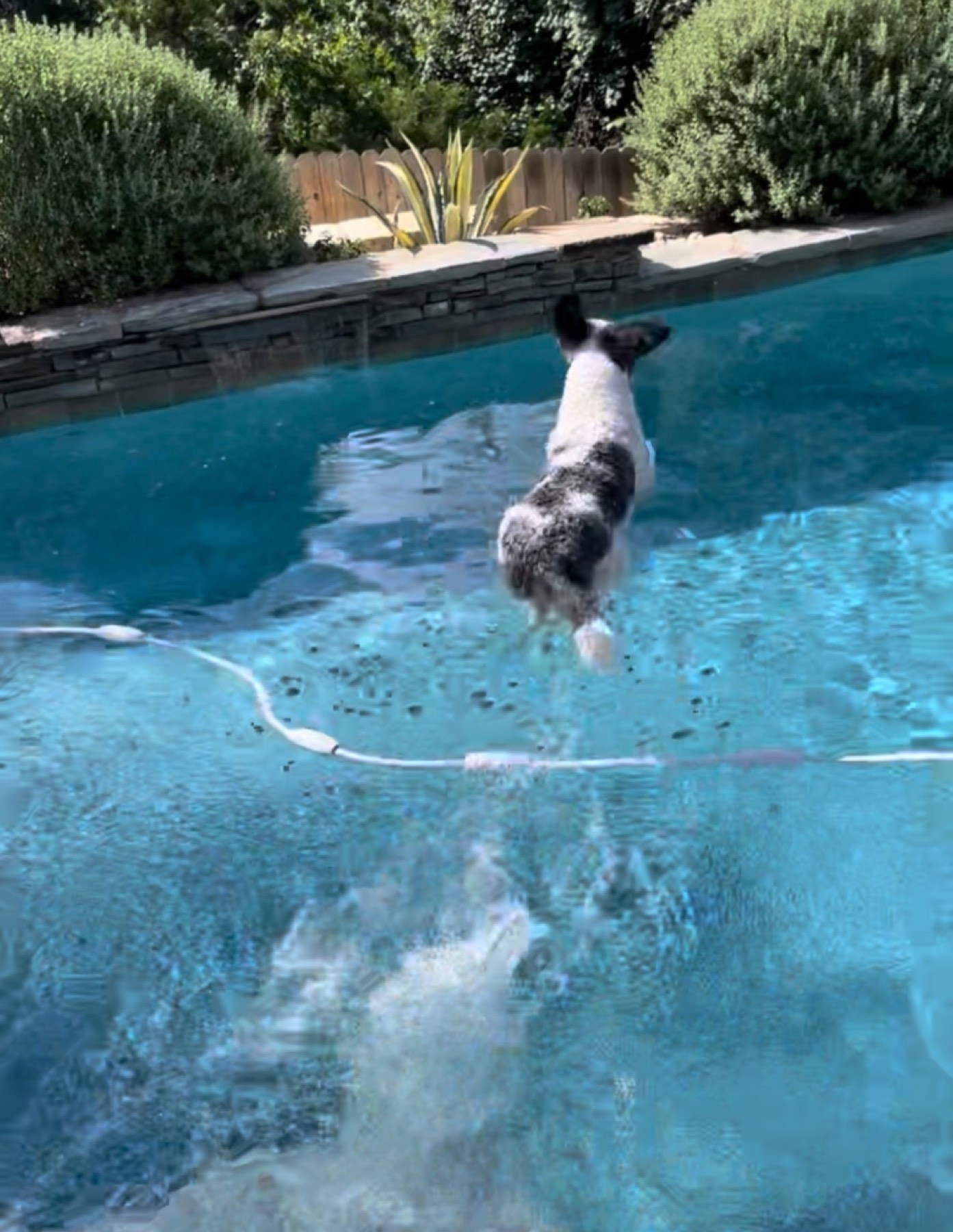 A black-and-white dog mid-leap, launching off the pool coping into the water.