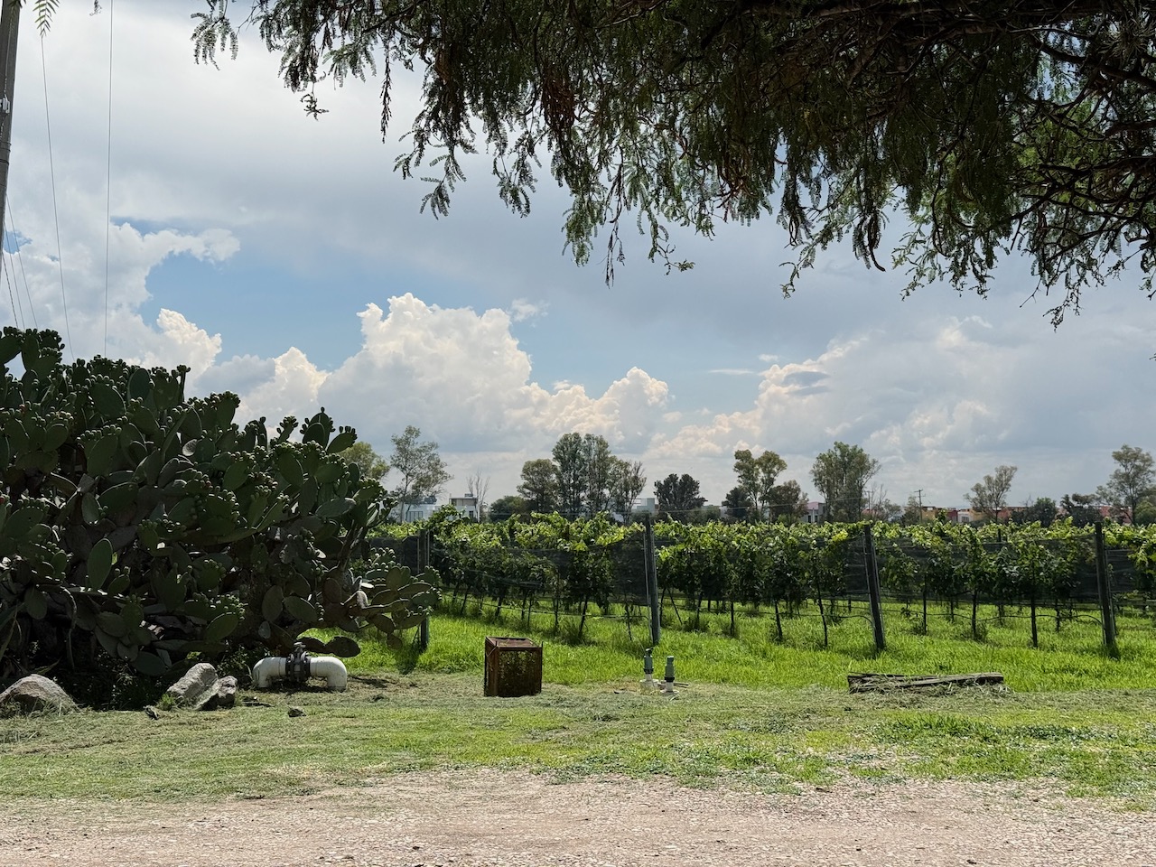 Vineyard views at Bodega Dos Buhos